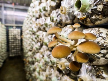 Mantar grupta büyüyor. Mantar tarım Tayland en fomous olduğunu 