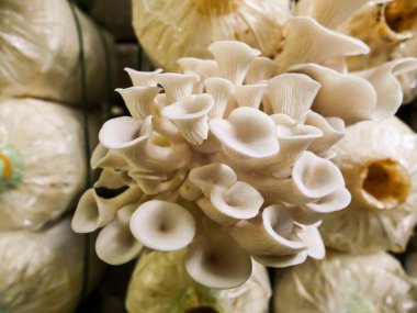 Mantar grupta büyüyor. Mantar tarım Tayland en fomous olduğunu 