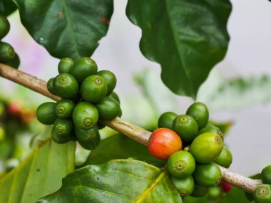 Kahve meyve bahçesinde. Kahve meyve hasat zamanı işleme önce büyüme çoğu 