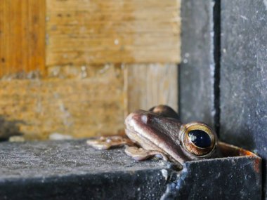 Kurbağa tarafından tehlikeden hala canlı onu balo korumak için çelik delik düşman saklıyor