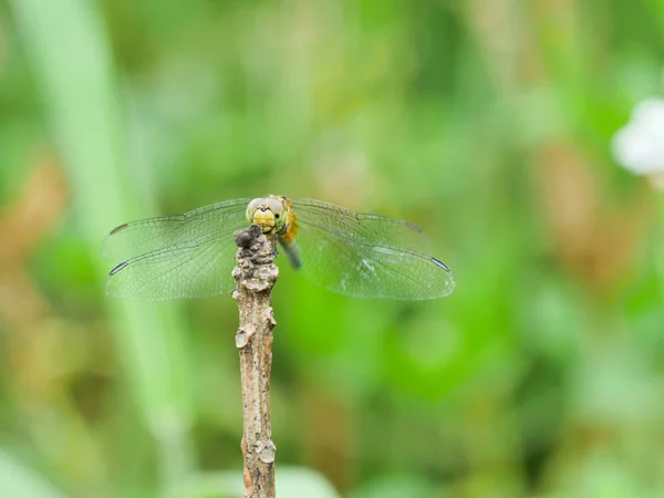 Dragonfly Standing Branch Green Background — Stock Photo, Image