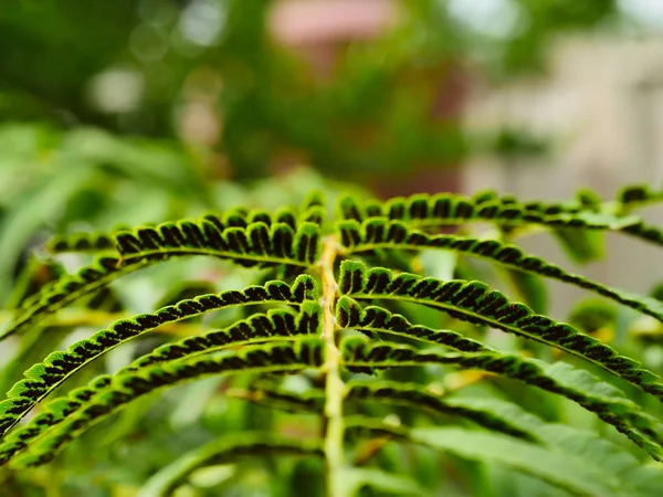 Bahçede genç yaprak sabah zamanında güneş ışığı ile
