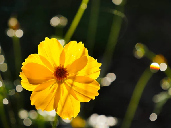 Die Gelbe Kosmosblüte Auf Schwarzem Grund — Stockfoto