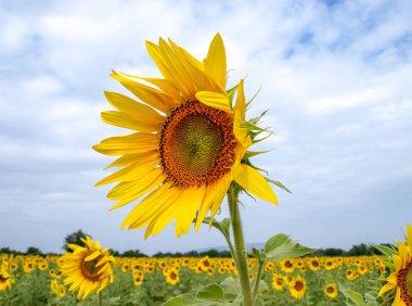 Mavi gökyüzü arka plan ayçiçeği