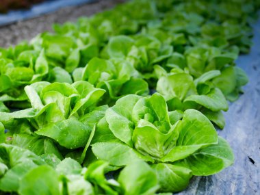 Lahana sebze tazeliği