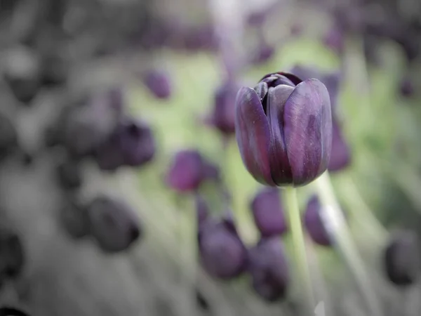 Flor de tulipán púrpura — Foto de Stock
