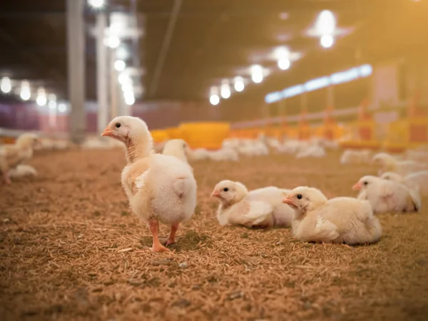 The little chicken in the smart farming. The animals farming business picture with yellow light