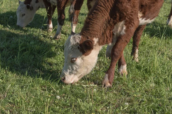 Krowa Jest Jedzenie Zielona Trawa Zbliżenie — Zdjęcie stockowe