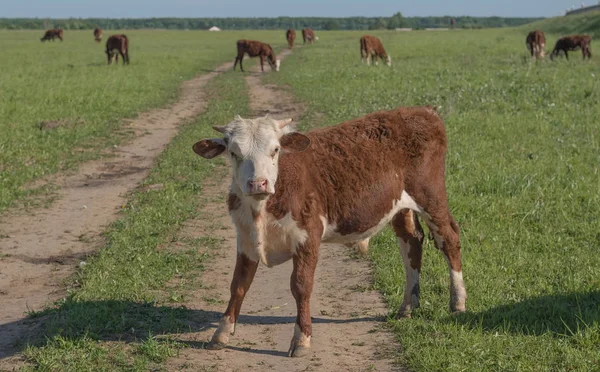 Güneşli bir günde fotoğrafçı seyir mera üzerinde inek