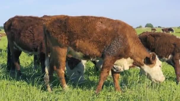 Koeien Weide Een Zonnige Dag Gras Eten Kijken Naar Fotograaf — Stockvideo