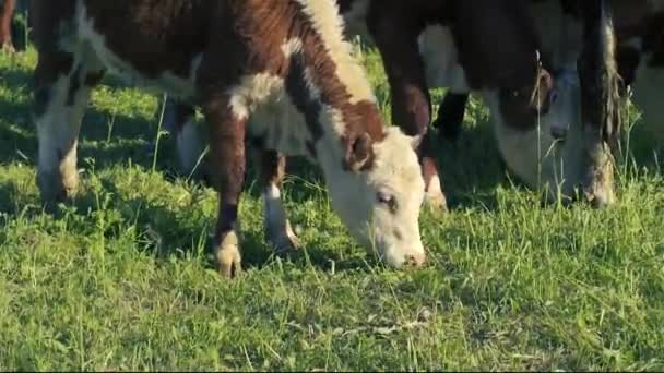 Vacas Pasto Día Soleado Comiendo Hierba Mirando Fotógrafo — Vídeos de Stock