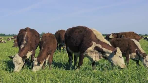 奶牛在牧场上阳光明媚的一天吃草和看摄影师 — 图库视频影像