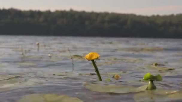 Kwiat Żółty Odprysków Dock Kołyszące Się Falach — Wideo stockowe