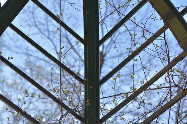 Dalları ile ahşap kafes