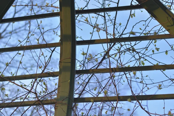 Dalları ile ahşap kafes