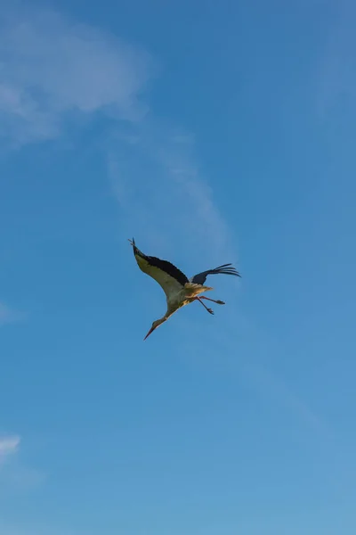 Flying Stork Blue Sky — Stock Photo, Image