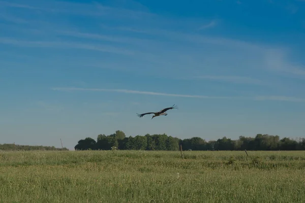 Leylek yeşil alanın üzerine uçar
