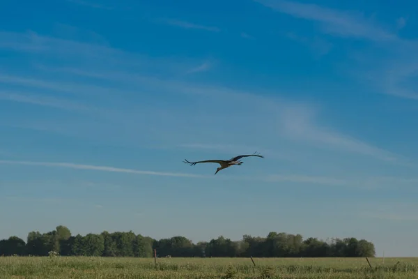 Leylek yeşil alanın üzerine uçar
