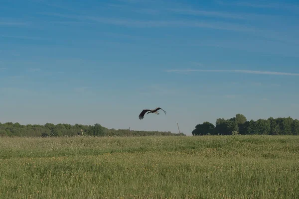 Leylek yeşil alanın üzerine uçar