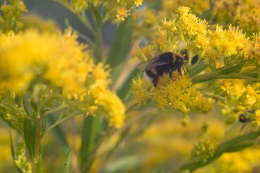 Bumblebee tozlaşmak güzel sarı çiçekler