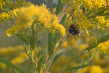 Bumblebee tozlaşmak güzel sarı çiçekler