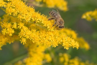 WASP tozlaşmak güzel sarı çiçekler