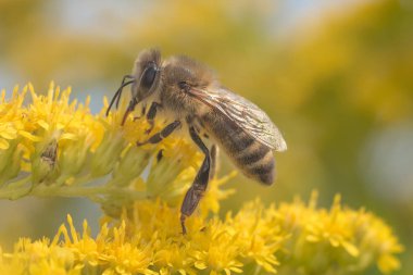 Super makro fotoğraf yaban arısı tozlaşmak güzel sarı çiçekler