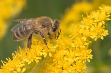 Super makro fotoğraf yaban arısı tozlaşmak güzel sarı çiçekler