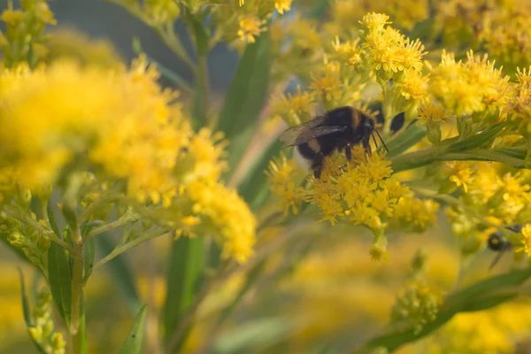 Bumblebee tozlaşmak güzel sarı çiçekler