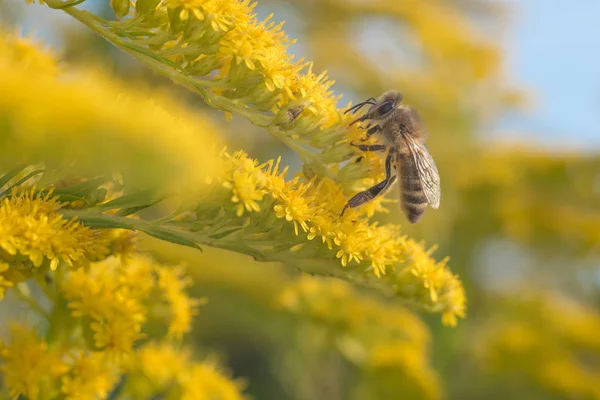 WASP tozlaşmak güzel sarı çiçekler