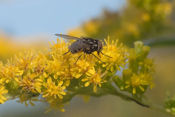 Sinek güzel sarı çiçek oturan süper makro fotoğraf