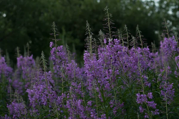 Willow-herb violet flowers