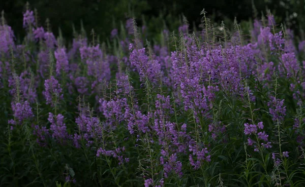 Willow herb mor çiçekler
