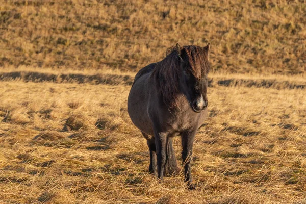 Kahverengi İzlanda atı çayırda. Sonbahar, İzlanda