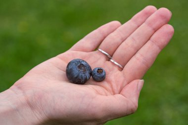 Yaban mersini yığını kadının elinde