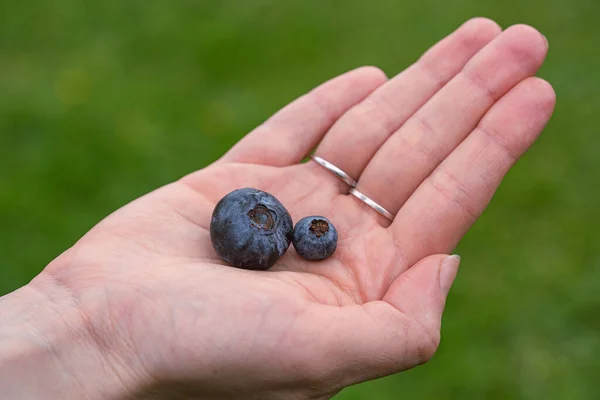 Yaban mersini yığını kadının elinde
