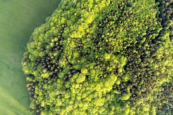 Consistenza Della Foresta Mista Una Giornata Estiva Soleggiata Vicino All — Foto Stock