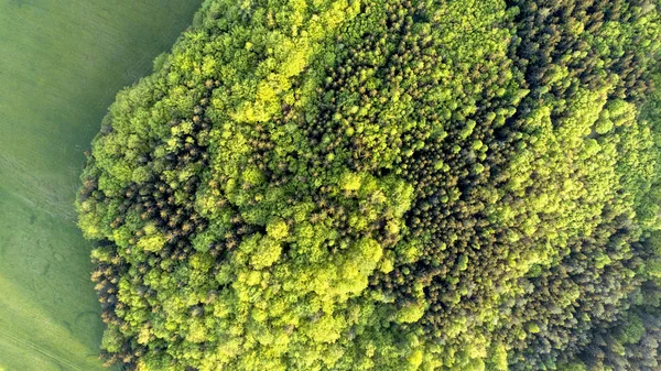 Textur Von Mischwäldern Einem Sonnigen Sommertag Der Nähe Von Rasenflächen — Stockfoto