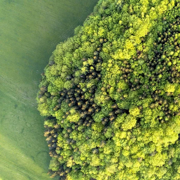 Textur Von Mischwäldern Einem Sonnigen Sommertag Der Nähe Von Rasenflächen — Stockfoto