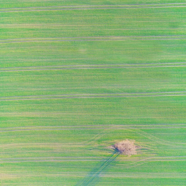 空中无人机照片的绿色国家字段与行线和树 顶部视图 — 图库照片
