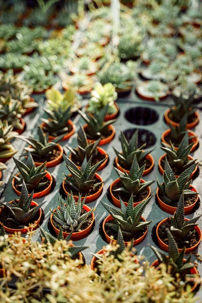 Aloë Planten Succulenten Bruine Potten Met Velg Verlichting Van Zon — Stockfoto