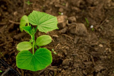 Salatalık fidan, Genç lahanası tencerelerde yeni bir hayat kavram büyüyen