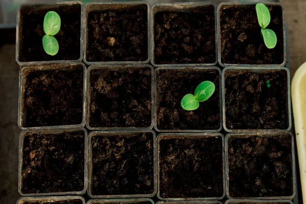 Plántulas Pepino Brotes Jóvenes Creciendo Macetas Como Nuevo Concepto Vida —  Fotos de Stock