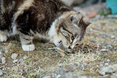 Sevimli ülke çok renkli kedi yerde iştah ile balık yeme