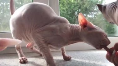 Siyah veya mavi ve beyaz krem Don sphynx kediler bir pencere üzerinde kadın el çiğ sığır eti yeme ile video