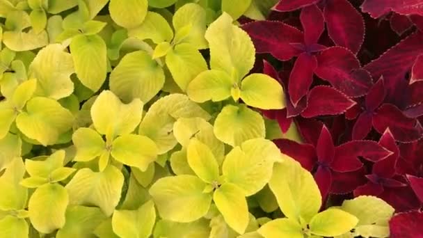 Video footage: a view from above of a large flower bed in summer in a city park. Beautiful background for design — Stock Video