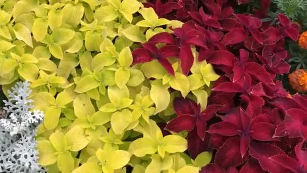 Video: una vista desde arriba de un gran macizo de flores en verano en un parque de la ciudad. Hermoso fondo para el diseño — Vídeos de Stock