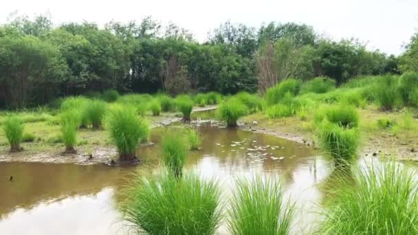 chaussettes d'herbe verte sur la surface de l'eau calme avec des arbres verts sur le fond. Jour d'été 