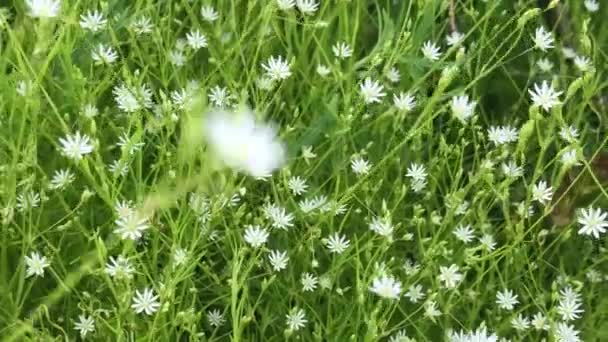 Kleine wilde bloemen met witte bloemen op groene weide op winderige dag. Witte Bloemen Veld weiden. Verse groene weiden en bloeiende wilde bloemen. Zomer seizoen liefde natuur. — Stockvideo