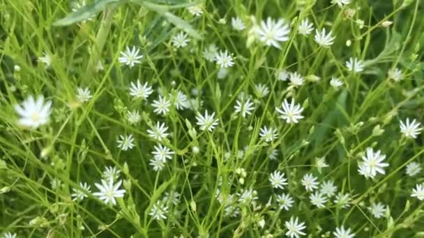 Kleine Wildblumen mit weißen Blüten auf der grünen Wiese am windigen Tag. Weiße Blumenwiesen. Frische grüne Wiesen und blühende Wildblumen. Sommersaison Liebe Natur. — Stockvideo